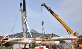 Cây khổng lồ 300 tuổi được trồng lại