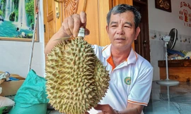 Nông dân 'hái ra tiền' nhờ giá sầu riêng phi mã