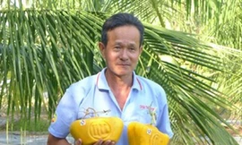 Lạ lẫm bưởi hình thỏi vàng, hồ lô ở Hậu Giang