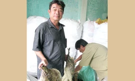 Săn cá nóc gai, nghề độc!