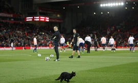Chú mèo xuất hiện trước trận Liverpool - M.U