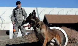 Những điều ít biết về cách quân đội Mỹ huấn luyện chó chiến đấu