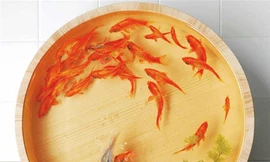 Siêu phẩm... cá vàng 3D như thật