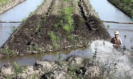 Nông dân ồ ạt bỏ lúa trồng cam sành