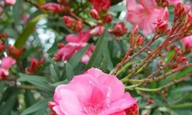 Hoa trúc đào có thể gây chết người