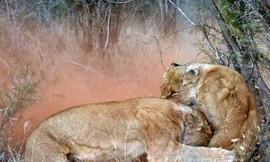 Tình mẫu tử trong thiên nhiên Châu Phi