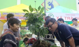 Phiên chợ sâm Ngọc Linh chuyển sang hình thức bán online để đảm bảo phòng, chống dịch COVID-19