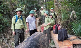 Lo cán bộ kiểm lâm nghỉ việc thành “hiệu ứng domino”