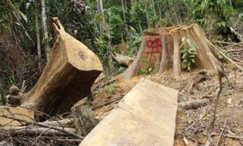 Thêm một vụ phá rừng quy mô lớn xảy ra tại Quảng Nam