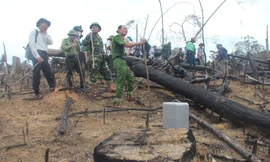 Kỷ luật hàng loạt cán bộ kiểm lâm do để xảy ra phá rừng phòng hộ