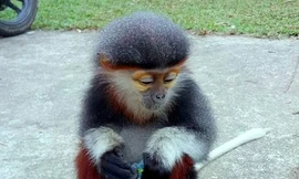 Đề nghị cứu hộ cá thể Voọc chà vá chân nâu quý hiếm