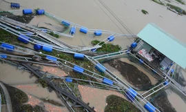 Bất lực nhìn 60 tấn cá Diêu hồng trôi vèo ra sông