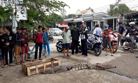 Cá sấu được bày bán ngay bên đường, nhiều người hiếu kỳ đến xem