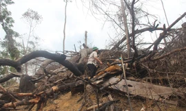 Cách chức chủ tịch xã để xảy ra phá rừng phòng hộ