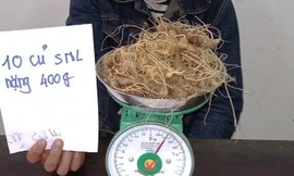 Xác định đối tượng trộm 10 củ sâm Ngọc Linh quý tại Quảng Nam