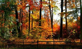 Bức tranh mùa thu tuyệt đẹp