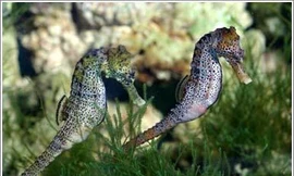 Thực phẩm giúp quý ông thành 'lực sĩ'