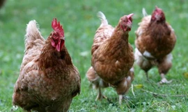 Thiệt mạng vì một con gà "quậy phá"