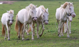 Mục kích 'vương quốc' ngựa bạch lớn nhất Việt Nam