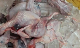 Số chim cút đã bốc mùi đang trên đường đi tiêu thụ.
