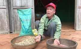 Người dân nghèo huyện Minh Hoá điêu đứng vì bị nhà thầu sân sau của ông Niên cấp giống kém chất lượng.