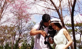 Mai anh đào xuất xứ ở đâu mà bất ngờ nở rực hồng phố núi Đà Lạt