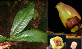 Phát hiện 2 loài thực vật mới ở Lâm Đồng và Khánh Hòa