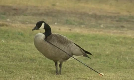Ngỗng Canada bị mũi tên đâm vào phần giữa cổ và ngực. Ảnh: KTLA.