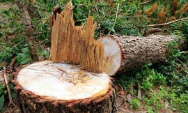 Cây thông có đường kính lớn bị lén lút cưa hạ.