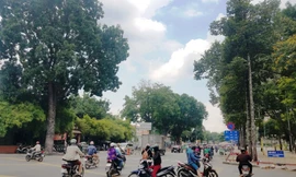 Hàng loạt cây xanh sẽ bị di dời, đốn hạ để mở đường.