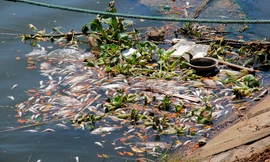 Cá chết hàng loạt, tấp vào bờ bốc mùi hôi thối trên sông Phú Lộc. Ảnh: Thanh Trần. 