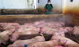 Toàn tỉnh Hà Tĩnh đã có 127 con gia súc mắc bệnh Lở mồm long móng.