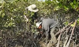 Đào ngán ở bãi sú kiếm nửa triệu mỗi ngày