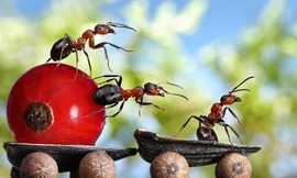 Lung Linh thế giới cổ tích của loài kiến