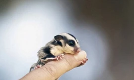 Mốt nuôi thú cưng tí hon tiền triệu