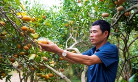 Mô hình hái cam, nướng gà, câu cá giúp nông dân Vân Đồn đổi đời