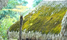 Đẹp mê mẩn những mái nhà phủ đầy rêu xanh ở đỉnh Tây Côn Lĩnh