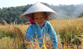 Rộn ràng mùa gặt ở Bình Liêu