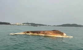 Xác cá voi hơn 10 tấn trôi dạt trên biển Cô Tô