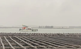 Hạ Long: Họp khẩn cưỡng chế gần 100 bè nuôi hàu trái phép