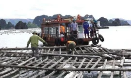 Đình chỉ loạt cán bộ buông lỏng quản lý vịnh Bái Tử Long