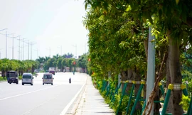 Nhiều người dùng dụng cụ tự chế hái xoài trên đường 10 làn ở Hạ Long