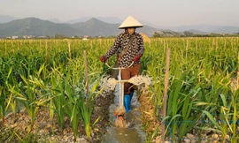 Về vựa hoa, cây cảnh lớn nhất Quảng Ninh mùa Tết 