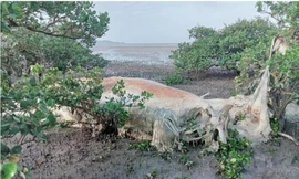 Xác cá voi chục tấn bị mắc kẹt ở biển Vân Đồn sẽ được xử lý ra sao?