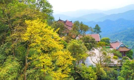 Về Yên Tử mùa khoác áo cà sa