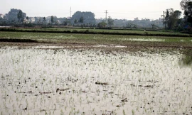 Hai thôn tranh nhau một cánh đồng