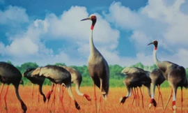 Cơ hội và cảnh báo