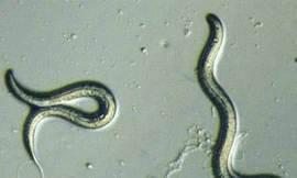 Phát hiện nhân tố giúp con người sống tới 500 tuổi