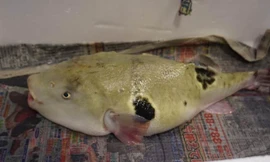 Cá nóc có độc tố gây chết người cao gấp 1.200 lần so với chất độc xyanua. Nguồn: Independent.