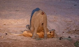 Sư tử cái bất lực không thể gượng dậy trước sức nặng của voi con. Ảnh: NJ Wight.